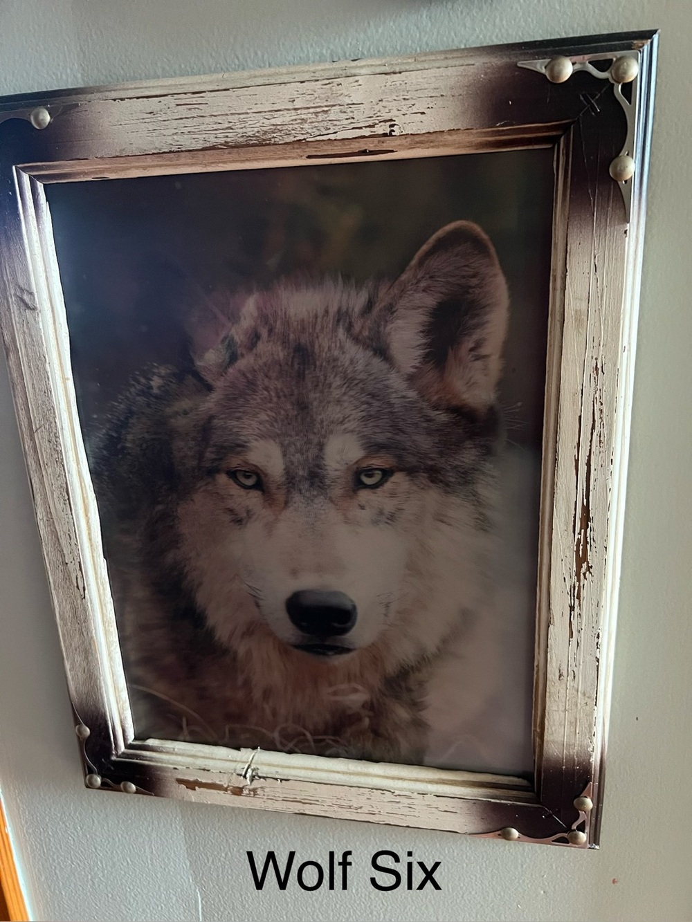 Pick One: Majestic Wolf Pictures - Picture 9 of 9